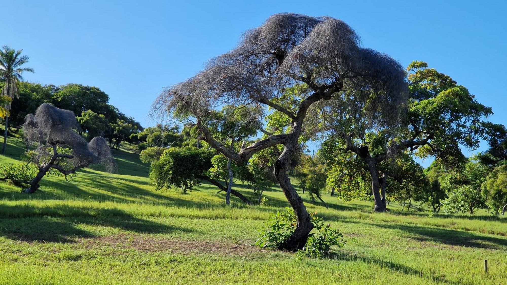 Pousada Casa Da Edinha Velha Boipeba Экстерьер фото