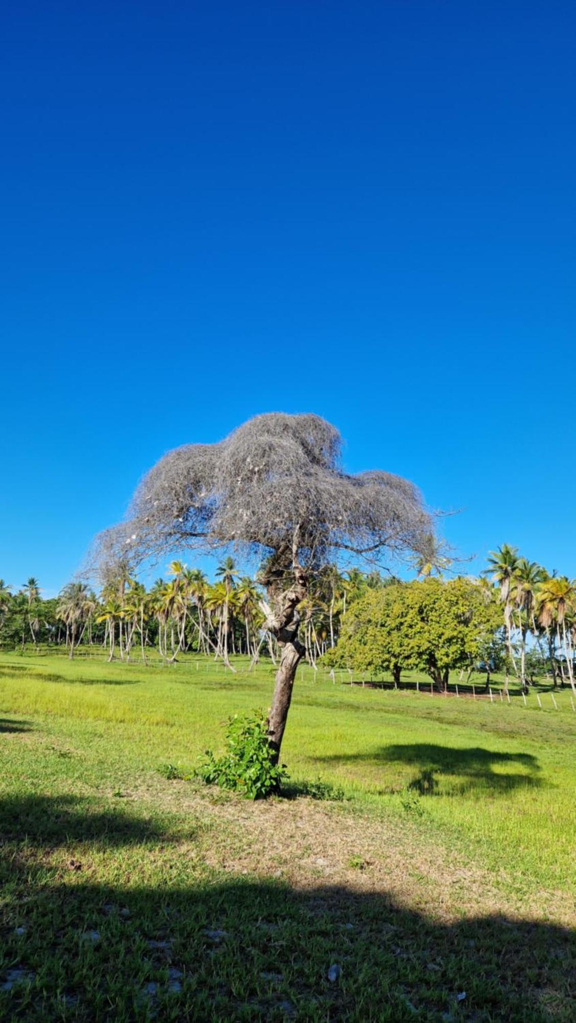 Pousada Casa Da Edinha Velha Boipeba Экстерьер фото